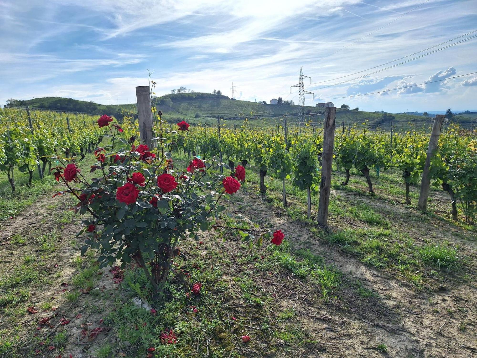 Agriturismo Ca Trinche Camo Eksteriør billede